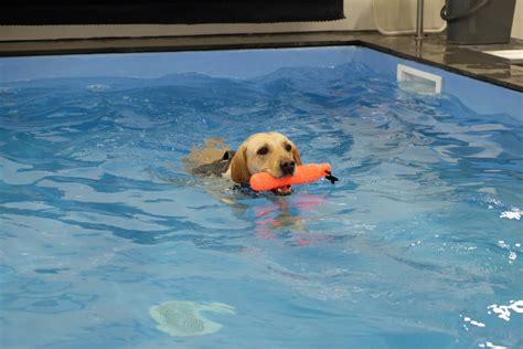 Pool for dogs near me. Things To Know About Pool for dogs near me. 